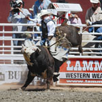 Stampede bullriding