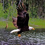 Eagle