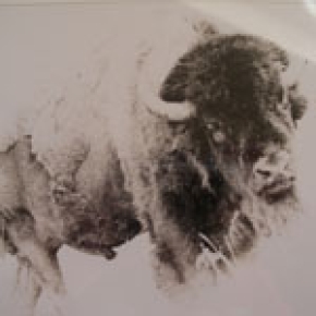 Buffalo Muriel Buffalo Muriel
